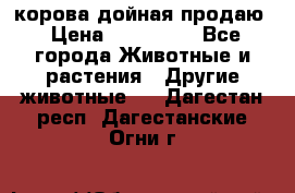 корова дойная продаю › Цена ­ 100 000 - Все города Животные и растения » Другие животные   . Дагестан респ.,Дагестанские Огни г.